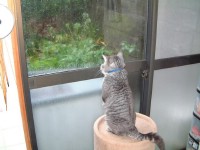 cat.jpg