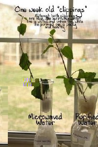 plant1_small.jpg