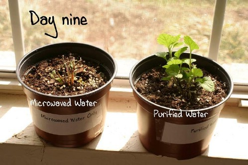 plant6.jpg.gif