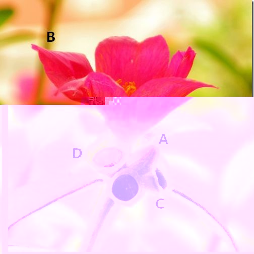 DSCN0736